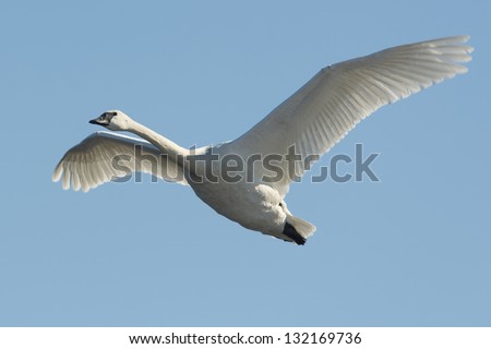 Lone Trumpeter Swan in flight