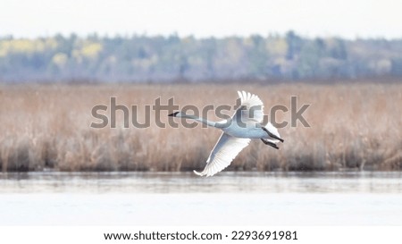 A lone trumpeter swan flying over a local marsh in early spring