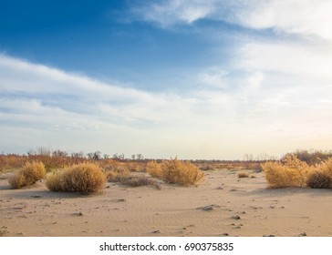 Lone Tumble Weed Is Wedged Against A Ripple Of Sand. Road In Taukum Sands, 