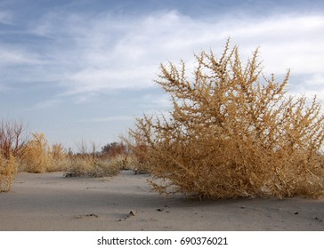 Lone Tumble Weed Is Wedged Against A Ripple Of Sand. Road In Taukum Sands, 