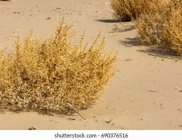 Lone Tumble Weed Is Wedged Against A Ripple Of Sand. Road In Taukum Sands, 