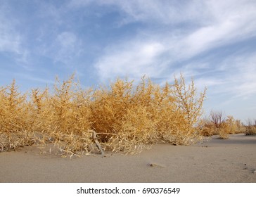 Lone Tumble Weed Is Wedged Against A Ripple Of Sand. Road In Taukum Sands, 