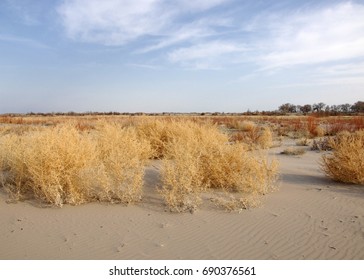 Lone Tumble Weed Is Wedged Against A Ripple Of Sand. Road In Taukum Sands, 