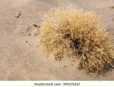 Lone Tumble Weed Is Wedged Against A Ripple Of Sand. Road In Taukum Sands, 