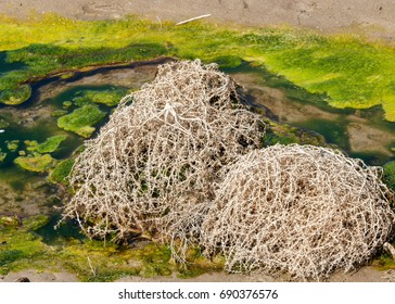 Lone Tumble Weed Is Wedged Against A Ripple Of Sand. Road In Taukum Sands, 