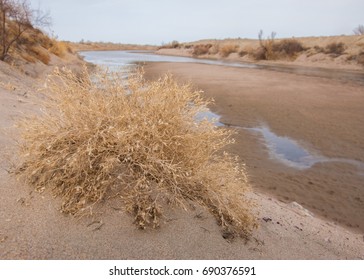 Lone Tumble Weed Is Wedged Against A Ripple Of Sand. Road In Taukum Sands, 