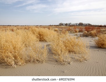 Lone Tumble Weed Is Wedged Against A Ripple Of Sand. Road In Taukum Sands, 