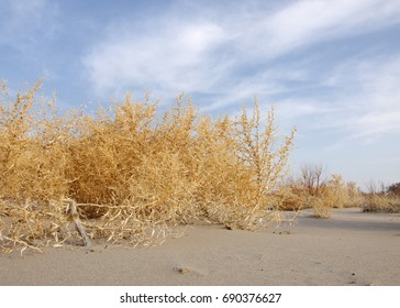 Lone Tumble Weed Is Wedged Against A Ripple Of Sand. Road In Taukum Sands, 