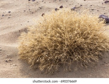 Lone Tumble Weed Is Wedged Against A Ripple Of Sand. Road In Taukum Sands, 