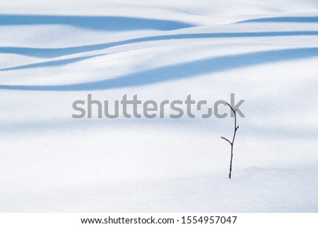 A lone twig or sapling sticks up through a fresh blanket of brilliant white snow with the linear blue shadows of trees in the background.