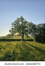 Lone Walnut Tree With Cornfield Background In Golden hour, Rheinfelden, Baden-Württemberg 