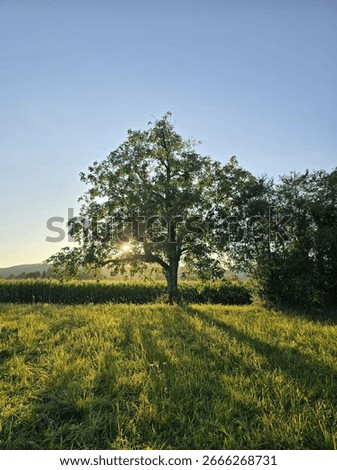 Lone Walnut Tree With Cornfield Background In Golden hour, Rheinfelden, Baden-Württemberg 