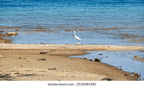 lone white egret stands in shallow water near the shore, with a sandy beach and blue ocean in the background. - Powered by Shutterstock