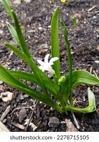 Lone white Hyacinth stunted growth due to unexpected snow