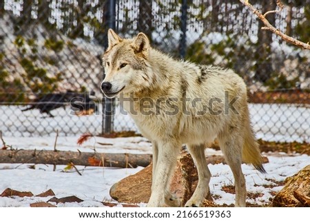 Lone white wolf during winter in fenced area