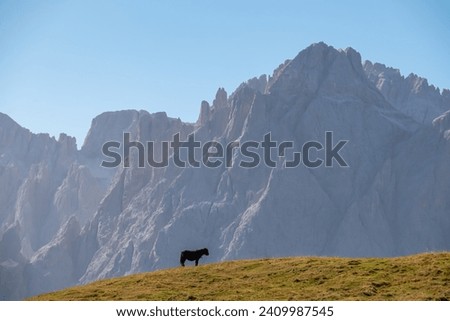 Lone wild black horse grazing on alpine meadow with scenic view of Sextner Rotwand, Sexten Dolomites, South Tyrol. Idyllic landscape on Klammbachalm (Malga Klammbach), Italian Alps. Serene atmosphere