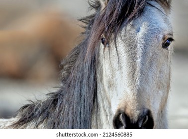 Lone wild horse mustang in Nevada