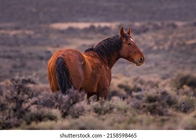 Lone Wild Horse on open range in Wyoming