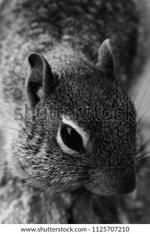 Similar – Image, Stock Photo Omnomnoma Animal