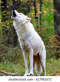 Lone Wild Wolf Howling In The Woods.