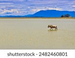 A lone Wildebeest is stranded in the shallow waters of the alkaline lake Amboseli at Amboseli national park, Kenya