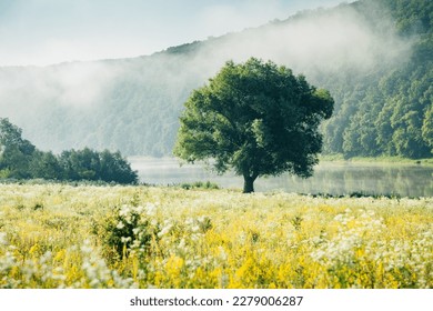 A lone willow tree in a blooming meadow on a sunny summer day. Location place Dniester canyon, Ukraine, Europe. Photo wallpaper. Scenic image of a protected area. Discover the beauty of earth. - Powered by Shutterstock