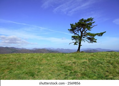 Lone Windblown Tree Standing Solitary On Stock Photo 2569856 | Shutterstock