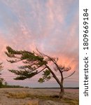 Lone windswept pine tree at sunset. Georgian Bay. Pink sky silhouette.