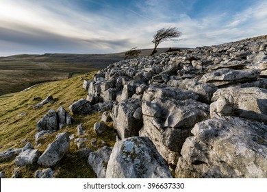 Lone windswept tree with limestone rocks on side of hill at Twistleton Scar in North Yorkshire, UK.