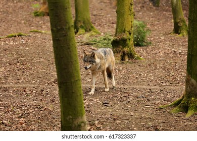 lone wolf