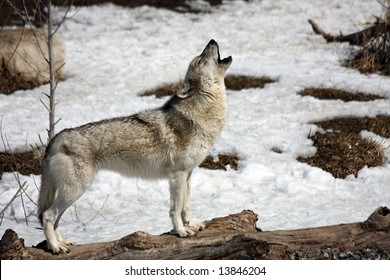 Lone Wolf Howling In Winter.