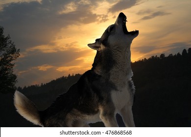 Lone Wolf Howls At Sunset