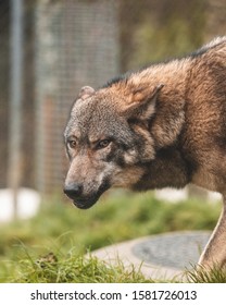 Lone Wolf Looking At Camera 