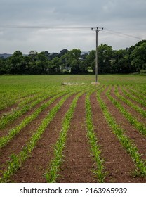 A Lone Wooden Pylon In A Crop Field Near Clyst St Mary In Devon UK 