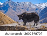 A lone yak on top of a huge flat rock at the base of Mountain Jomolhari in Bhutan