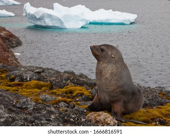 A Lone Young Fur Seal Graciously Posed For Me On Rocks Against The Ocean In West Antarctica.