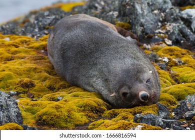 A Lone Young Fur Seal Graciously Posed For Me On Rocks Against The Ocean In West Antarctica.