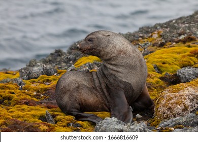 A Lone Young Fur Seal Graciously Posed For Me On Rocks Against The Ocean In West Antarctica.