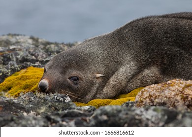 A Lone Young Fur Seal Graciously Posed For Me On Rocks Against The Ocean In West Antarctica.