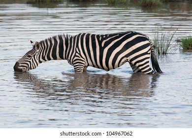 Lone Zebra Stock Photo 104967062 | Shutterstock