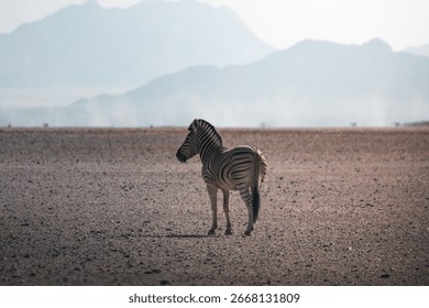 A lone zebra in namibia