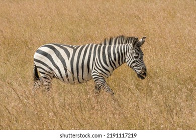 Lone Zebra Walking In Savanna Grassland At Masai Mara National Reserve Kenya