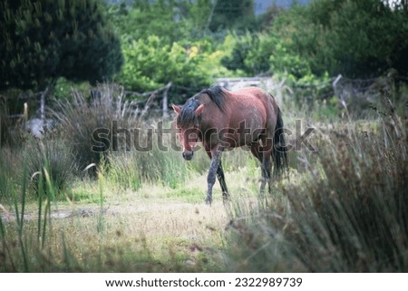 Loneliness, the metaphorical meaning of abandonment. A lonely horse in the grass in the green meadow. farm animal or mount idea concept. No people, nobody. Horizontal photo. 