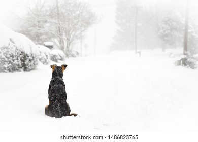 Lonely Abandononed Or Faithful Loyal Dog With Black And Tan Fur With Back To Camera Sitting Waiting Watching Looking Down Cold White Snow Covered Road Or Scene During Winter Snowstorm Or Blizzard