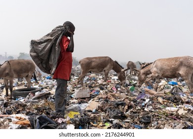 Lonely African boy standing in a landfill with a black plastic bag on his shoulder looking for reusable material, surrounded by hungry garbage grazing donkeys.