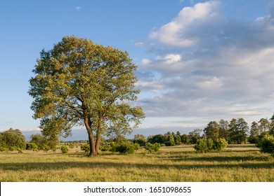 Lonely Alder Tree In A Meadow