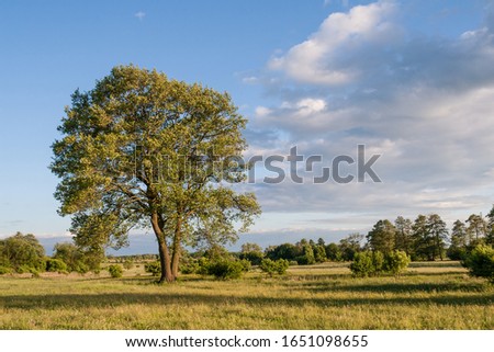 Lonely alder tree in a meadow