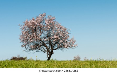 Lonely almond tree with blossoms  in Spring on a green field and with blue sky.