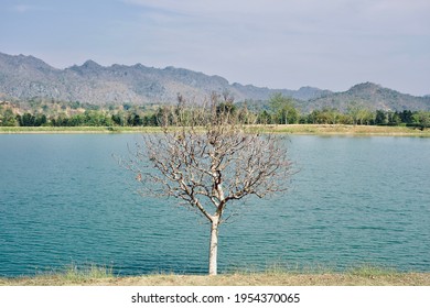 Lonely, Alone Concept: A Dry Tree Situating In The Middle Of Nowhere With Lake And Mountains In The Background