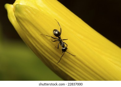 a lonely ant